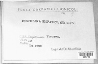 Fistulina hepatica image